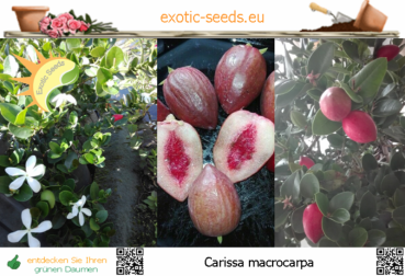 Carissa macrocarpa, Natalpflaume, 10 Samen